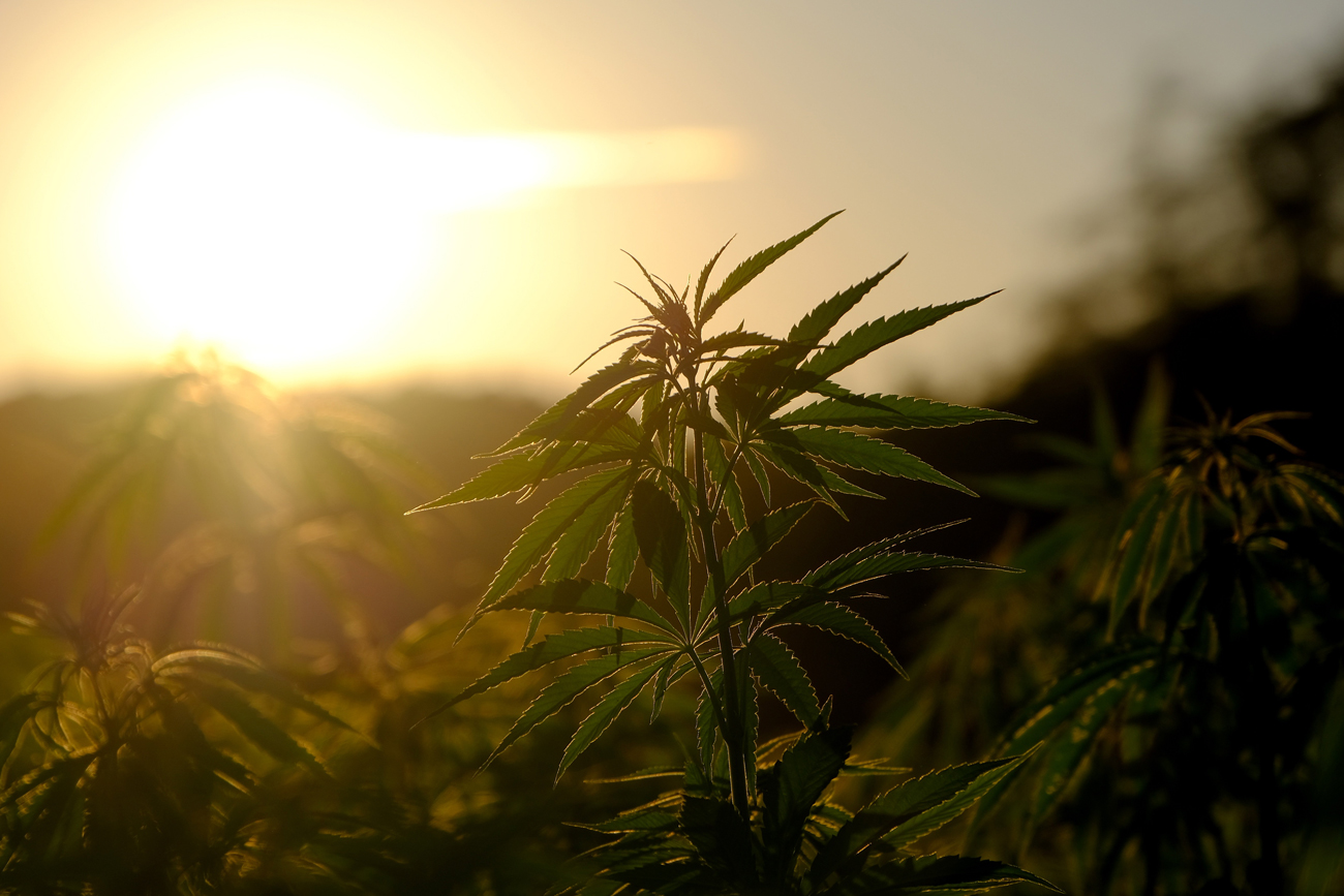 A field of hemp plants at sunset