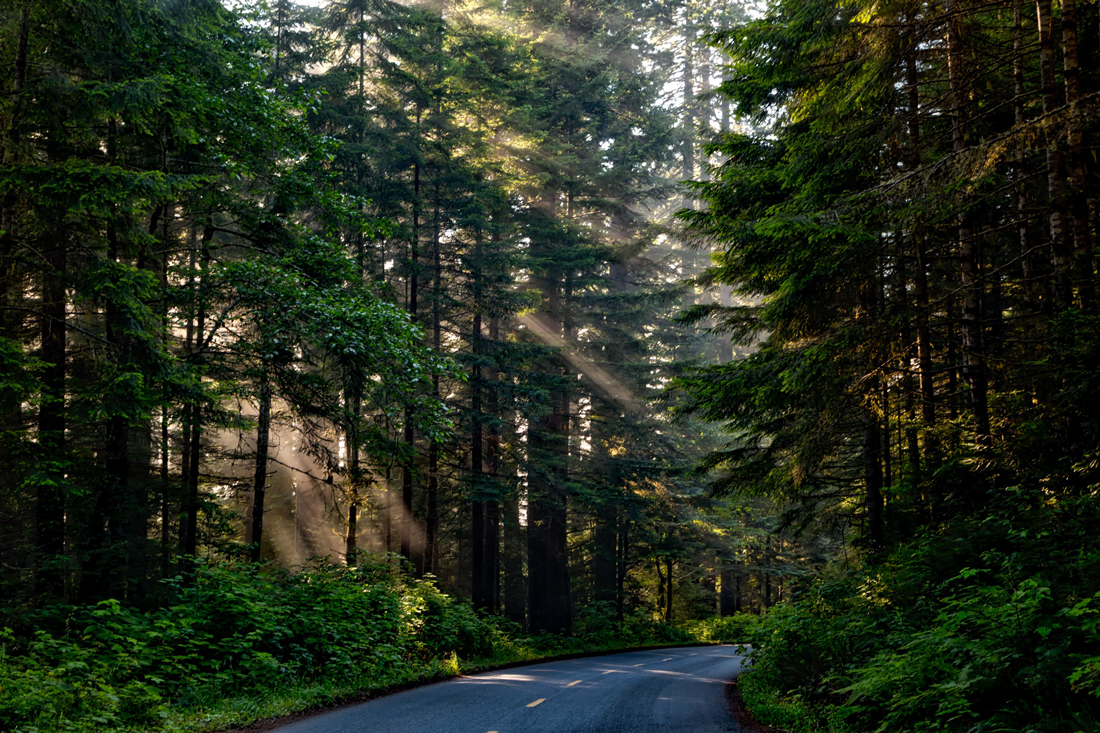A country road winding through a forest of tall trees